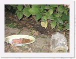 Egels in de tuin 017 * 3648 x 2736 * (5.74MB)
